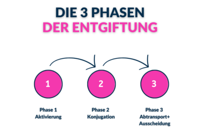 Die 3 Phasen der Entgiftung (Biotransformation)
